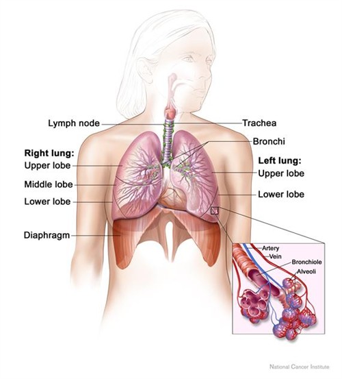 Lung Cancer: Risks, Symptoms & Prevention