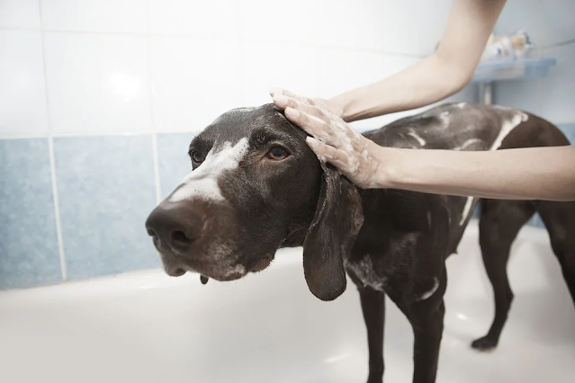 5 Expert Tips To Groom Your Dog At Home