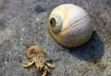 Hermit Crab Without Shell In Details hermit crab without shell