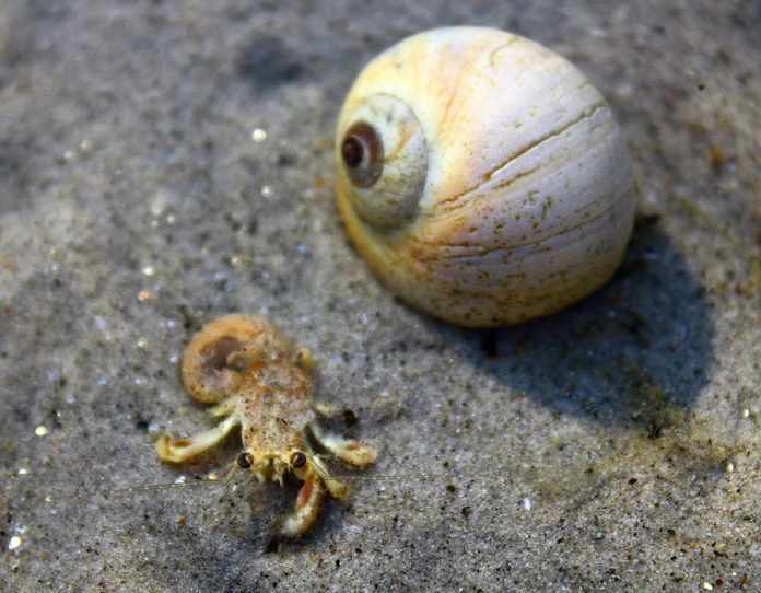 hermit crab without shell