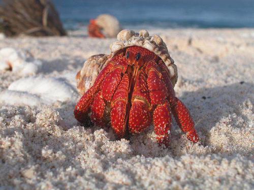 Hermit Crabs For Sale: How much do hermit crabs cost?