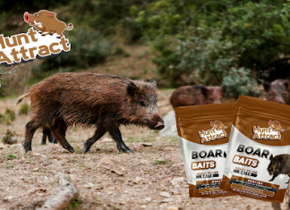 Wild boar hunting: an unrivaled bait Wild boar hunting